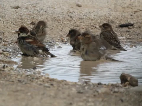 Sparrows make a living in a puddle of rain Stock Footage 142606403