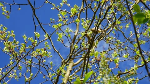 Sparrows mate on a spring branch. Video stock 220623647