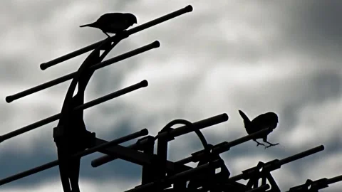 Sparrows in the morning Stock Footage 304081671