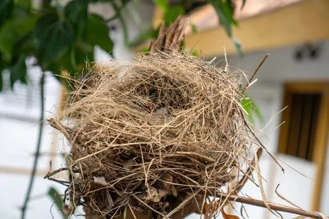 A sparrow's nest situated on a former tree branch Stock Photos