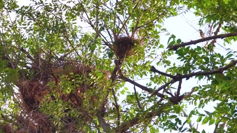 Sparrows' nests in the branches of an old tree Stock Footage 342112410