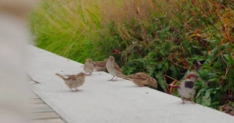 Sparrows in the park Stock Footage 226967925