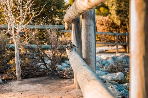 Sparrows in the park Stockfoto's