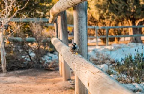 Sparrows in the park Stock Photos