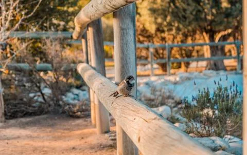 Sparrows in the park Stockfoto's