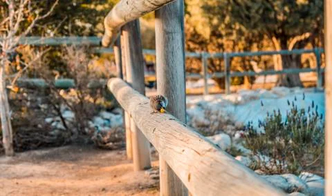 Sparrows in the park Stock Photos