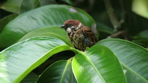 Sparrows (Passer montanus) on Fruit tree. Vidéo 107956580