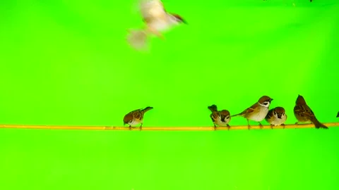 Sparrows  (passer) sitting on a branch on a green screen Stock Footage 87981187