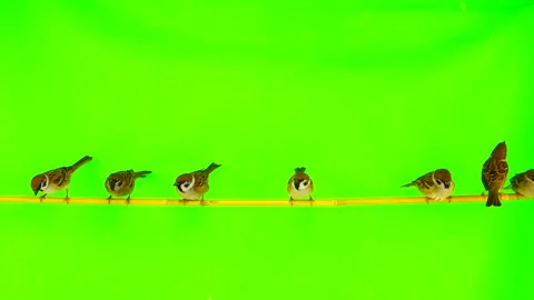 Sparrows  (passer) sitting on a branch on a green screen Stock Footage 87981258