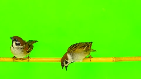 Sparrows  (passer) sitting on a branch on a green screen Stock-Footage 87982063