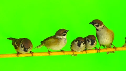 Sparrows  (passer) sitting on a branch on a green screen Stock-Footage 87984256