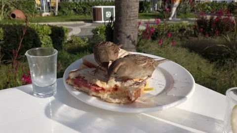 Sparrows peck at bread. Sandwich on a plate. Sparrow birds steal food. A plat Vídeos de archivo 196707201