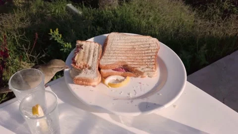 Sparrows peck at bread. Sandwich on a plate. Sparrow birds steal food. A plat Stock Footage 196707249