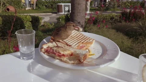 Sparrows peck at bread. Sandwich on a plate. Sparrow birds steal food. A plat Vídeos de archivo 199109519