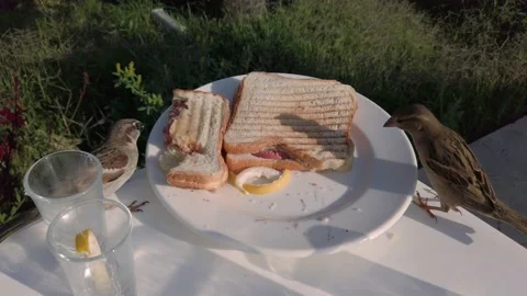 Sparrows peck at bread. Sandwich on a plate. Sparrow birds steal food. A plat Vídeos de archivo 202245975