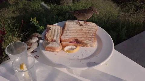 Sparrows peck at bread. Sandwich on a plate. Sparrow birds steal food. A plat Video stock 219988409
