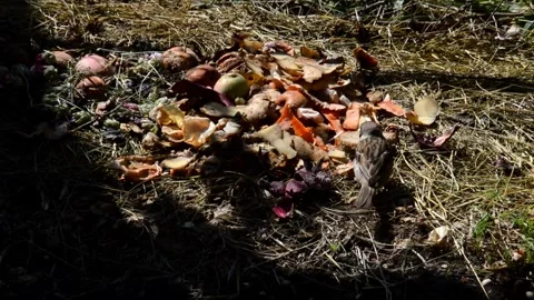 Sparrows peck bread spoiled rye bread Stock Footage 328581610