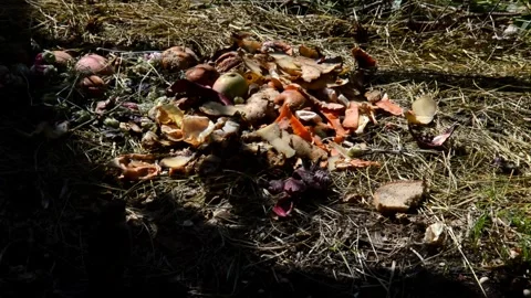 Sparrows peck bread spoiled rye bread Stock Footage 328581621