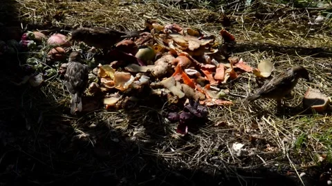 Sparrows peck bread spoiled rye bread Stock Footage 328581686