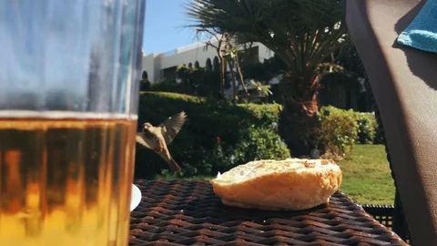 Sparrows peck bread from the table on a sunny day Stock Footage 100766680