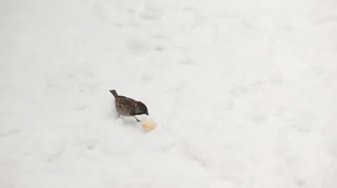Sparrows peck crumbs on snow 스톡 동영상 10804699