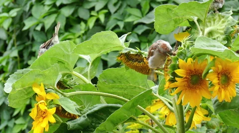 Sparrows peck the seeds of a sunflower Stock Footage 54028533