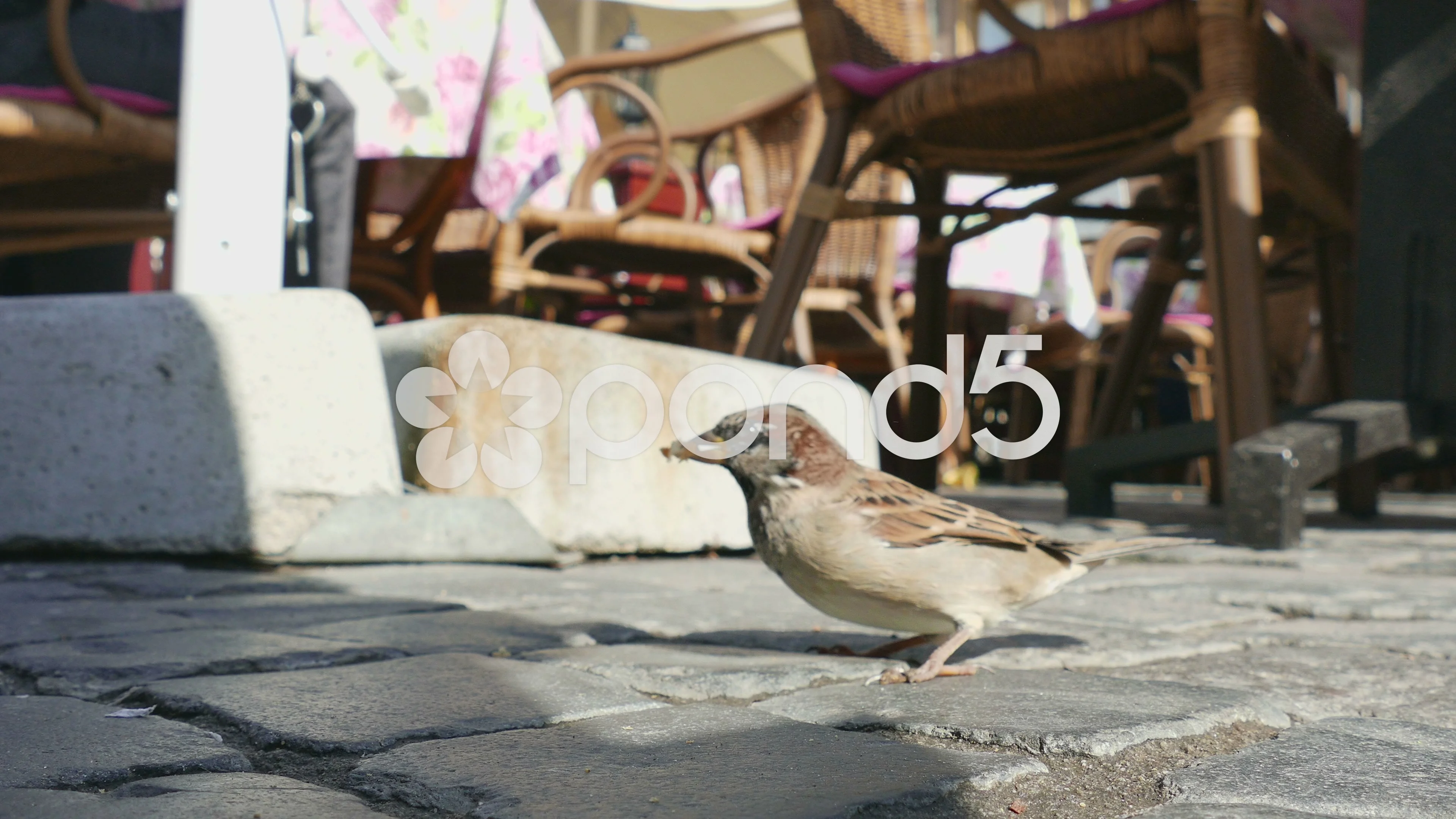 bird pecking camera