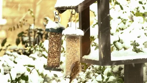Sparrows pecking at peanuts in a bird feeder in the snow. Stock Footage 83267225
