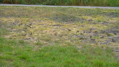 Sparrows pecking something on the grass Video stock 95215828