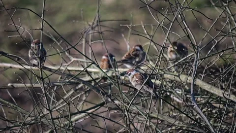 Sparrows perch on bare winter branches under the evening sun, their wings u.. Stock Footage 300957602