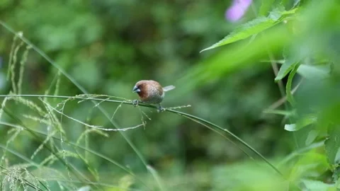Sparrows perch on branches looking for food Stock Footage 270538633