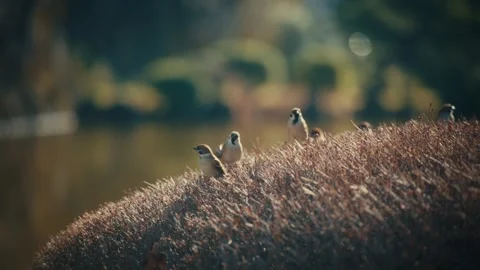 Sparrows Perch on Golden Grass Beside a Pond at Hibiya Park, Tokyo Stock Footage 345376594