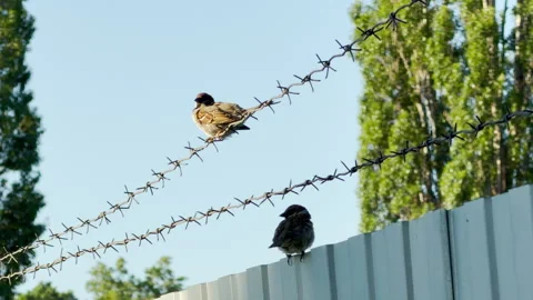 Sparrows Perch Peacefully on Barbed Wire Fence Against Clear Blue Sky Stock Footage 336877457