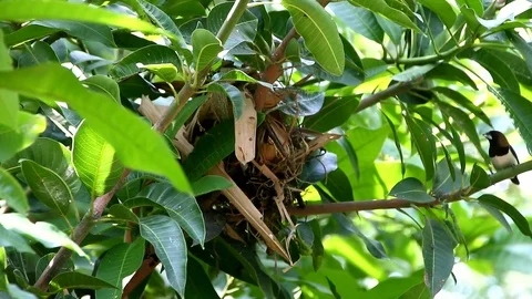 Sparrows perch on a tree Video stock 121868114