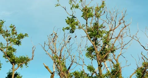 Sparrows perch on tree then entire flock flies away Stock-Footage 133975264