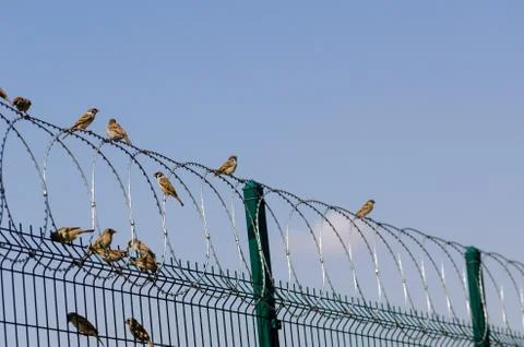 Sparrows perched on circle metal barbed wires Stock Photos