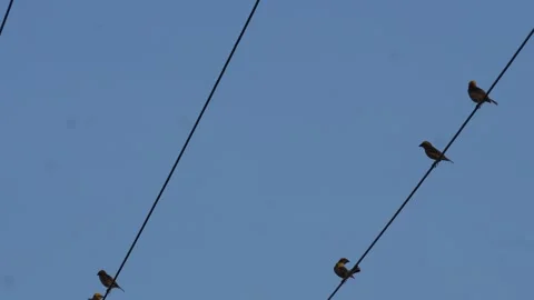 Sparrows perched Stock Footage 344817901