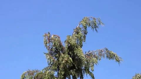 Sparrows Perched on a Leafy Tree Branch in High Resolution Stock Footage 312075102