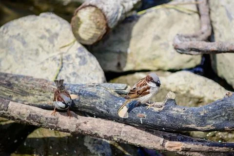 Sparrows Perched by a Rocky Stream Stock Photos