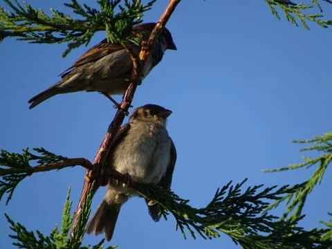 Sparrows perched in a tree. Stock Photos