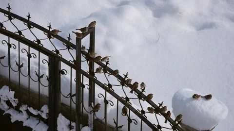 Sparrows perching on the door in winter, sparrows collectively are looking fo Stock Footage 169287740
