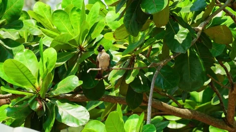 Sparrows perching on leaves 10 bit 4k 60fps Stock Footage 269537547