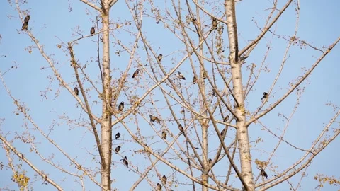 Sparrows perching on trees in winter, Asia, China Stock Footage 343321767