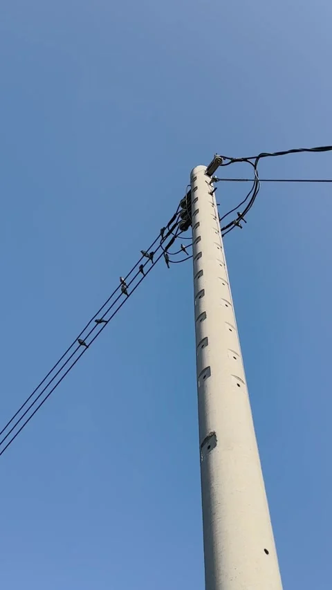 Sparrows Perching on Utility Pole in Taiwan Under Blue Sky Stock Footage 329543622