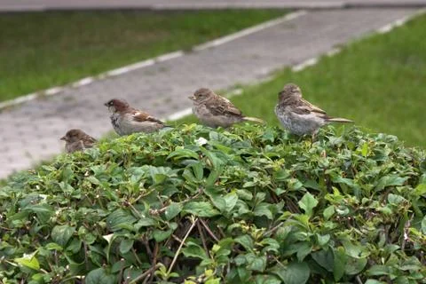 Sparrows 写真素材