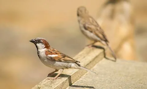 Sparrows Stock Photos