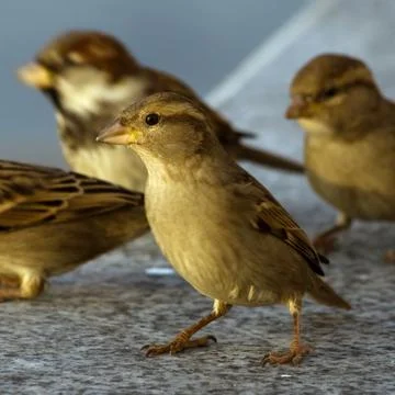Sparrows Stock Photos