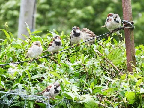 Sparrows Stock Photos