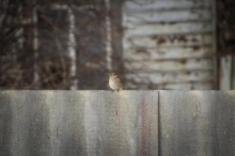 Sparrows Stock Photos