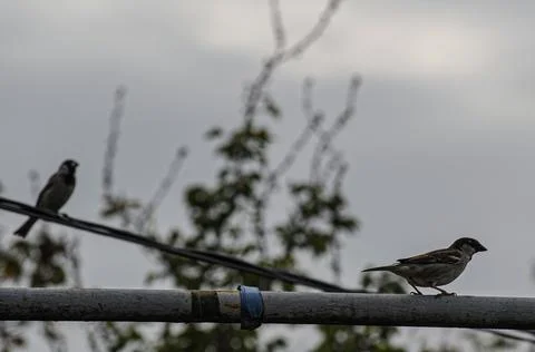 Sparrows Stock Photos